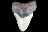 Bargain, Megalodon Tooth - North Carolina #83979-1